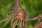 River bulrush